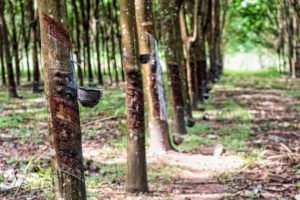 Rubber tree plantation