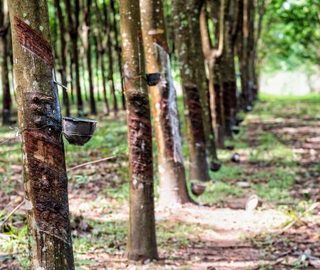 Rubber tree plantation
